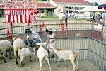 楽田夏まつり・盆踊り